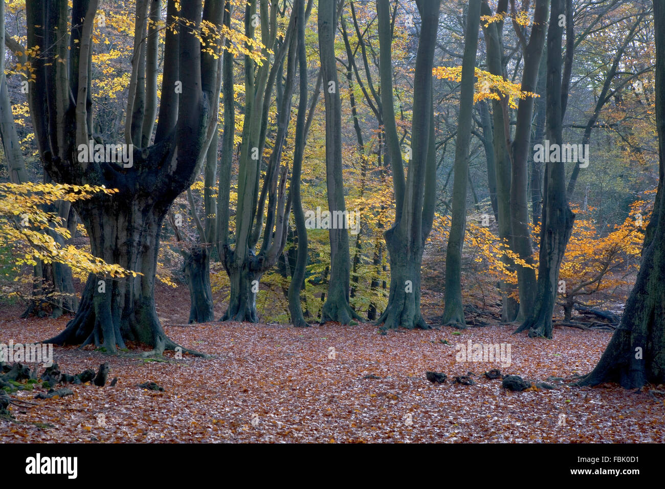 Mature Beech trees (Fagus sylvatica) and other deciduous trees, with autumn colour and woodland floor carpeted with fallen leave Stock Photo