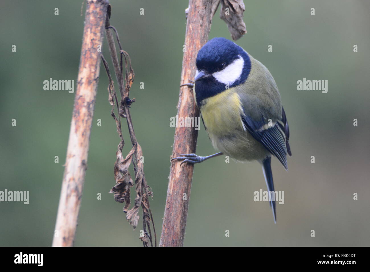 Great Tit on branch Stock Photo