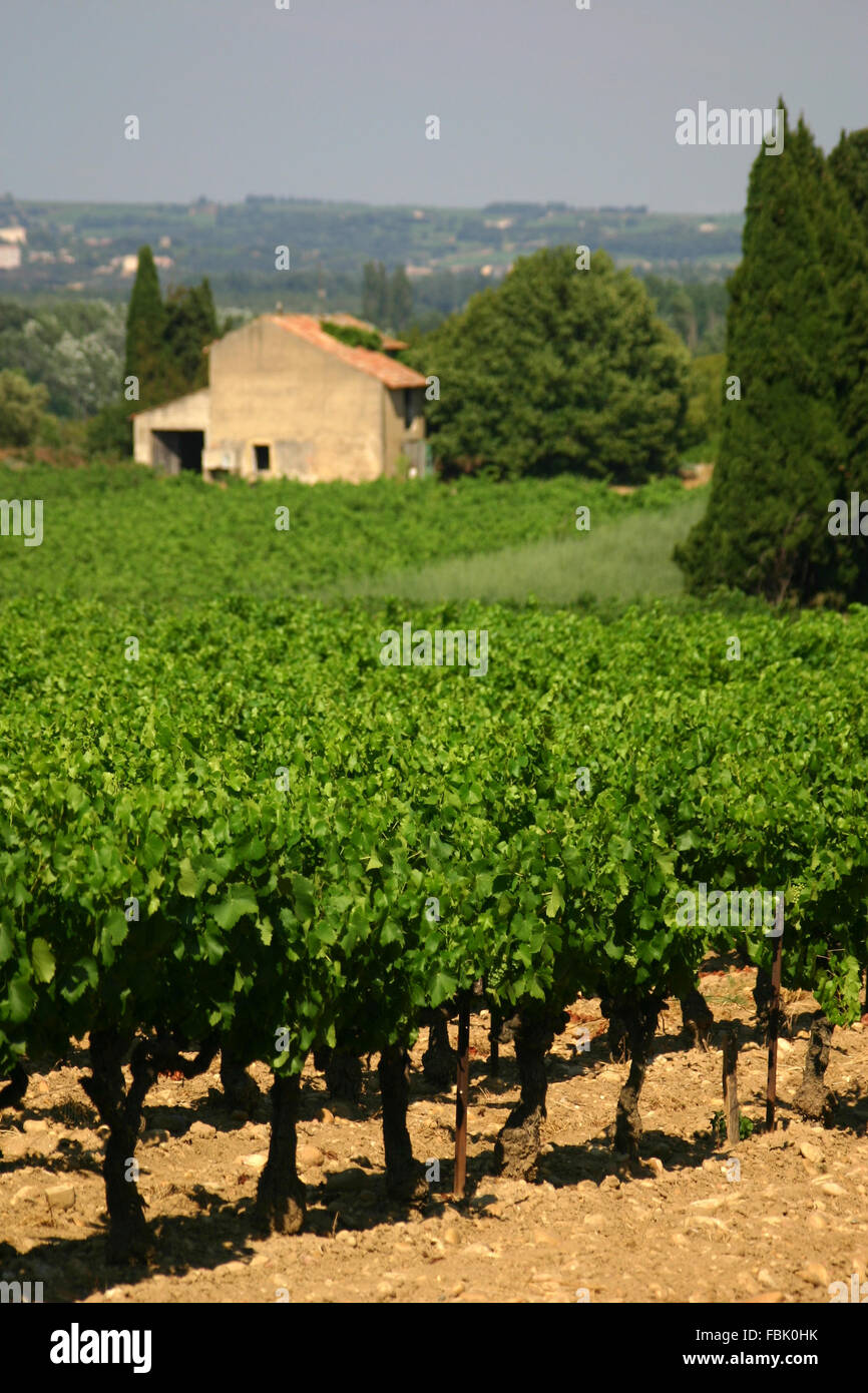Vineyard in Provence, Roquemaure France Stock Photo Alamy