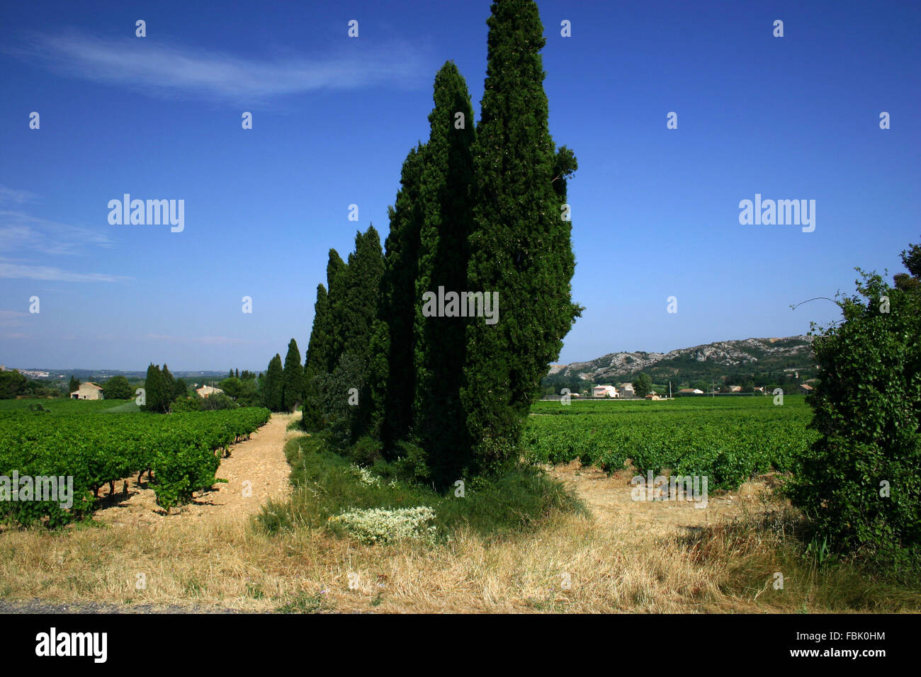 Vineyard in Provence, Roquemaure France Stock Photo Alamy