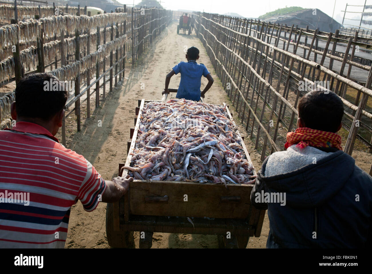 DHAKA, BANGLADESH 01st January 2016: Fsherman carrying fish towards their home to dry them under sun at Naziratek in Cox's Bazar on January 01, 2016.  Naziratek on the beach at the confluence of the Bay of Bengal near Cox's Bazar airport has become the largest shutki mahal of the country in last one decade. Naziratek Shutki Mahal has been built on 200 acres of land. Around 2,000 traders have invested here and several hundred have set up more than 50 wholesale shops. In Bangladesh about 7.3 million people live in the coastal fishing villages whose lead their living by fishing.Most of time they  Stock Photo