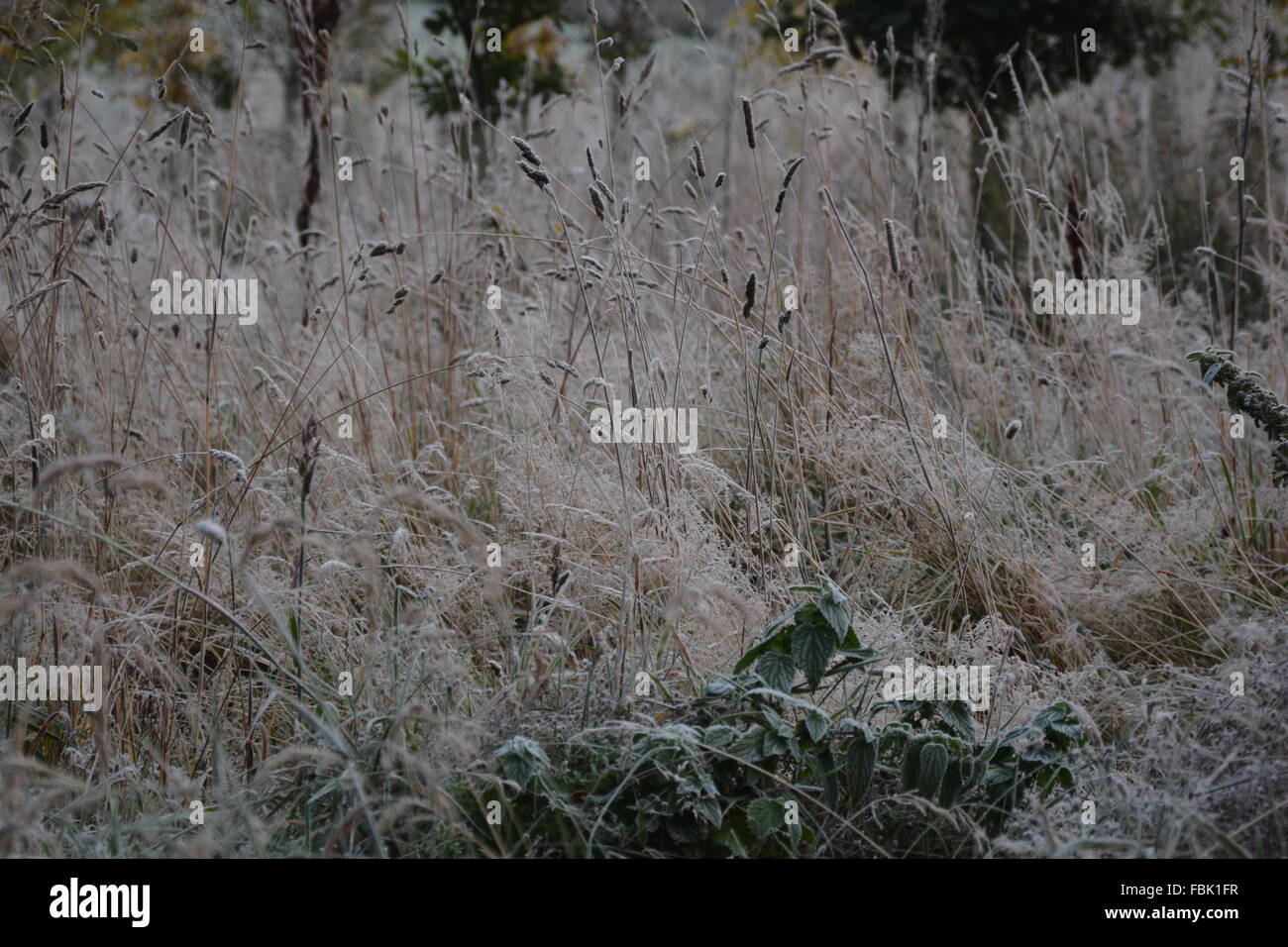 Frosty Long Grass Stock Photo