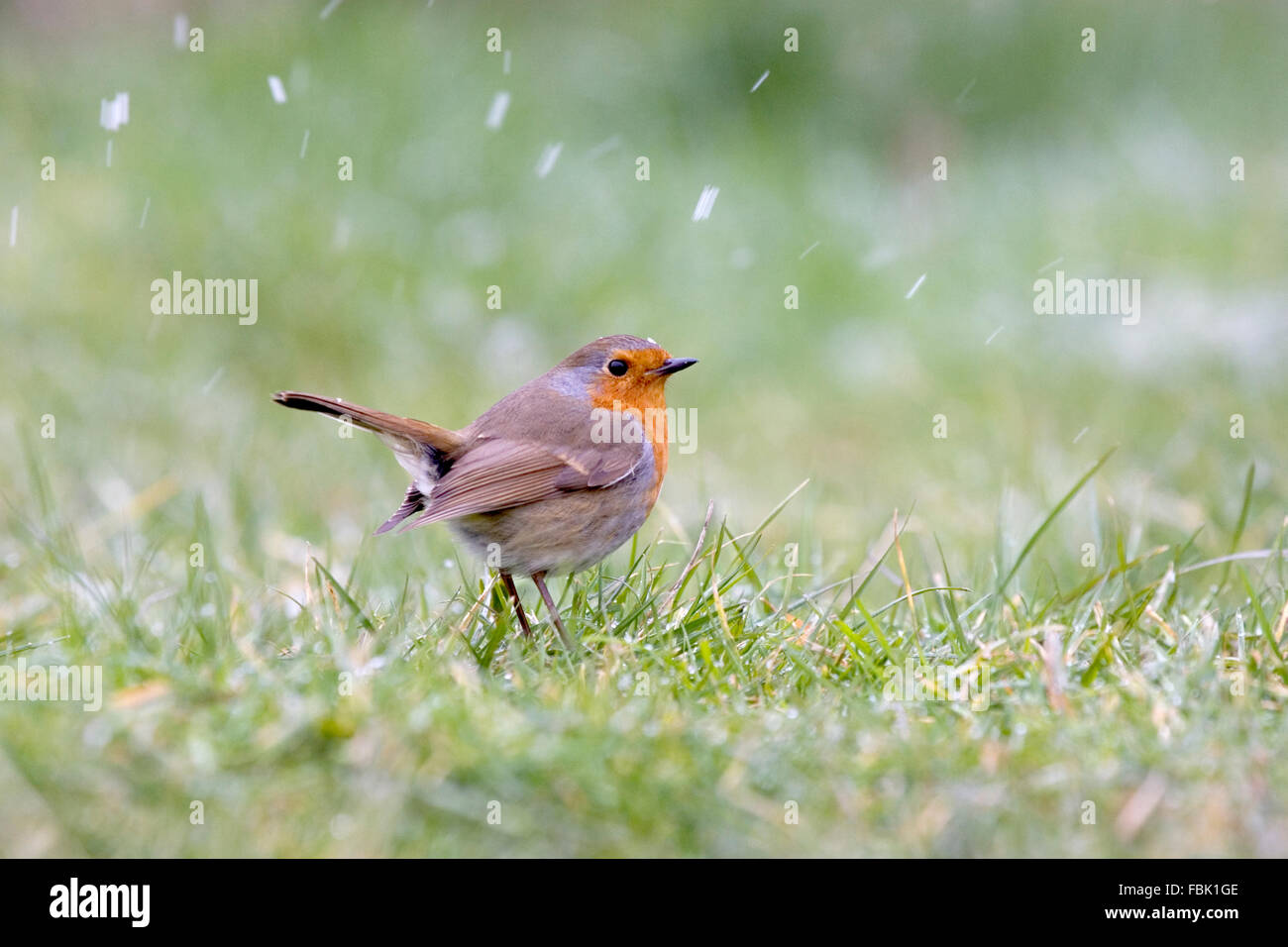 Robin Falling European robin (Erithacus rubecula) on garden lawn, in falling snow ...