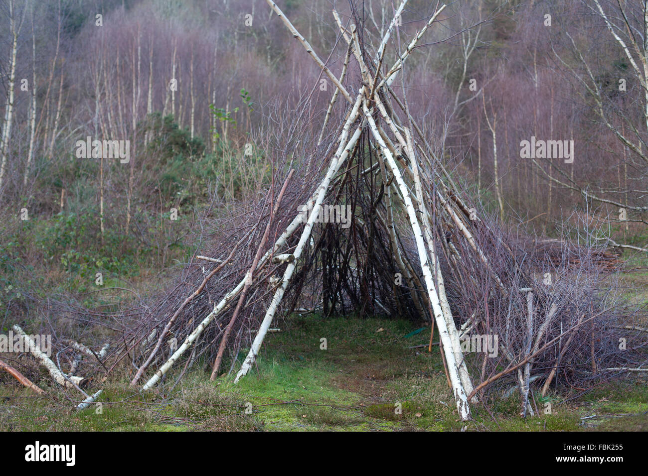 Coppiced branches made into a wigwam / teepee shelter in Warren Woods