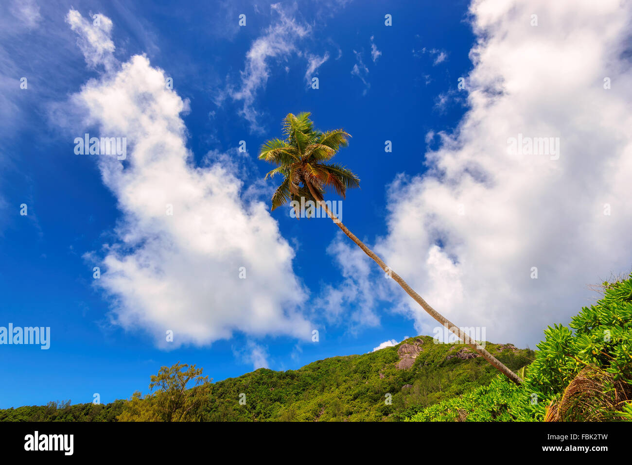 Tropical palm trees against the blue sky - beautiful background Stock Photo