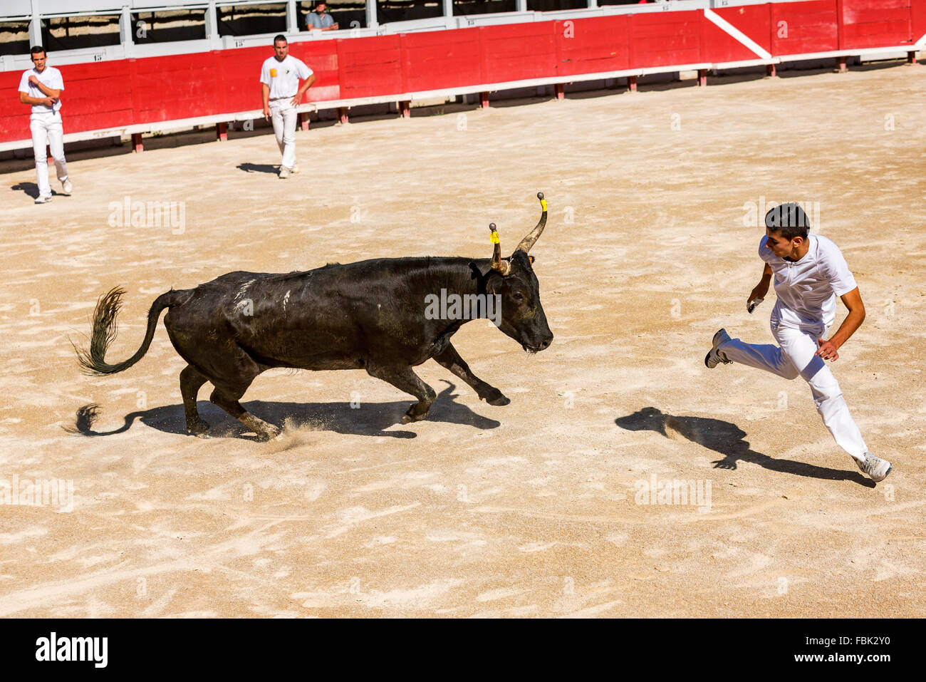 A bullfighter tries to escape a chasing bull, Camargue races, Arles Amphitheatre, Arles, Provence-Alpes-Côte d'Azur, France Stock Photo