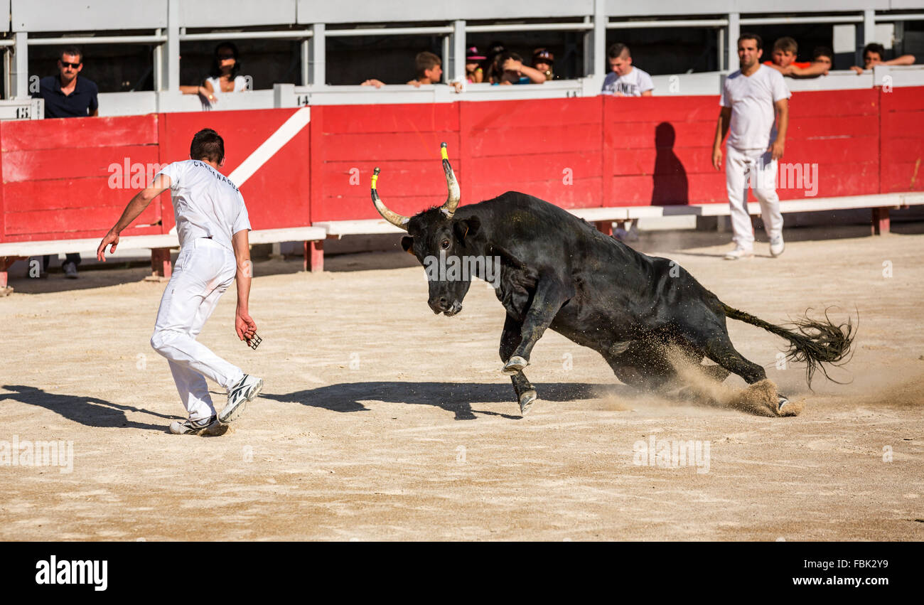 A bullfighter tries to escape a chasing bull, Camargue races, Arles Amphitheatre, Arles, Provence-Alpes-Côte d'Azur, France Stock Photo