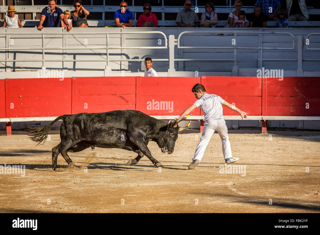 A bullfighter tries to remove the rosette, tassels and strings from the head of a Camargue bull, Arles Amphitheater, France Stock Photo