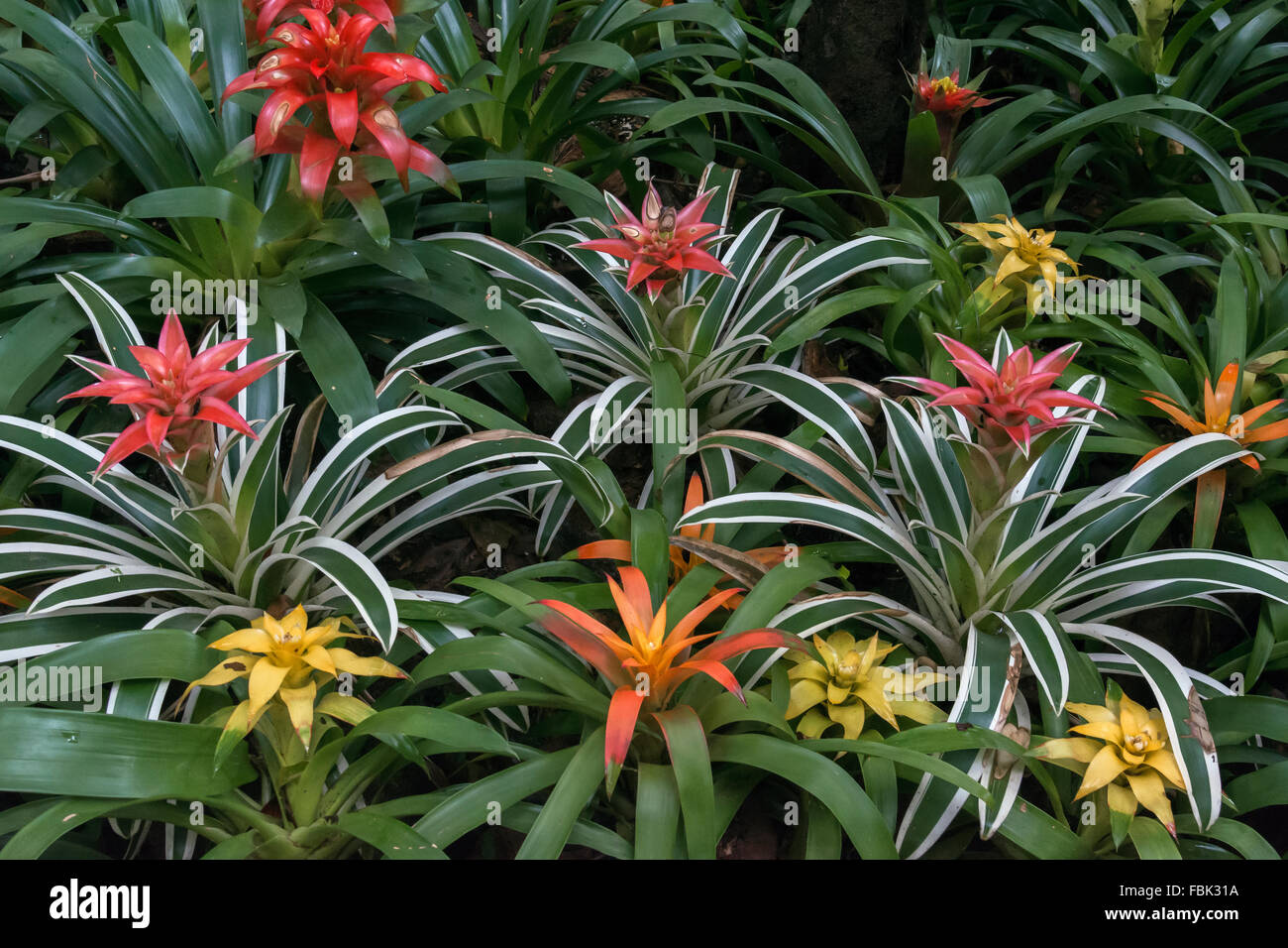 Color for a bleak time of year, bromeliads, Parque das Aves, Foz do Iguacu, Brazil Stock Photo