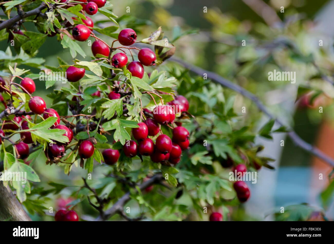 Plain hawthorn (Crataegus monogyna) shrub with fruits, Pancharevo, Bulgaria Stock Photo