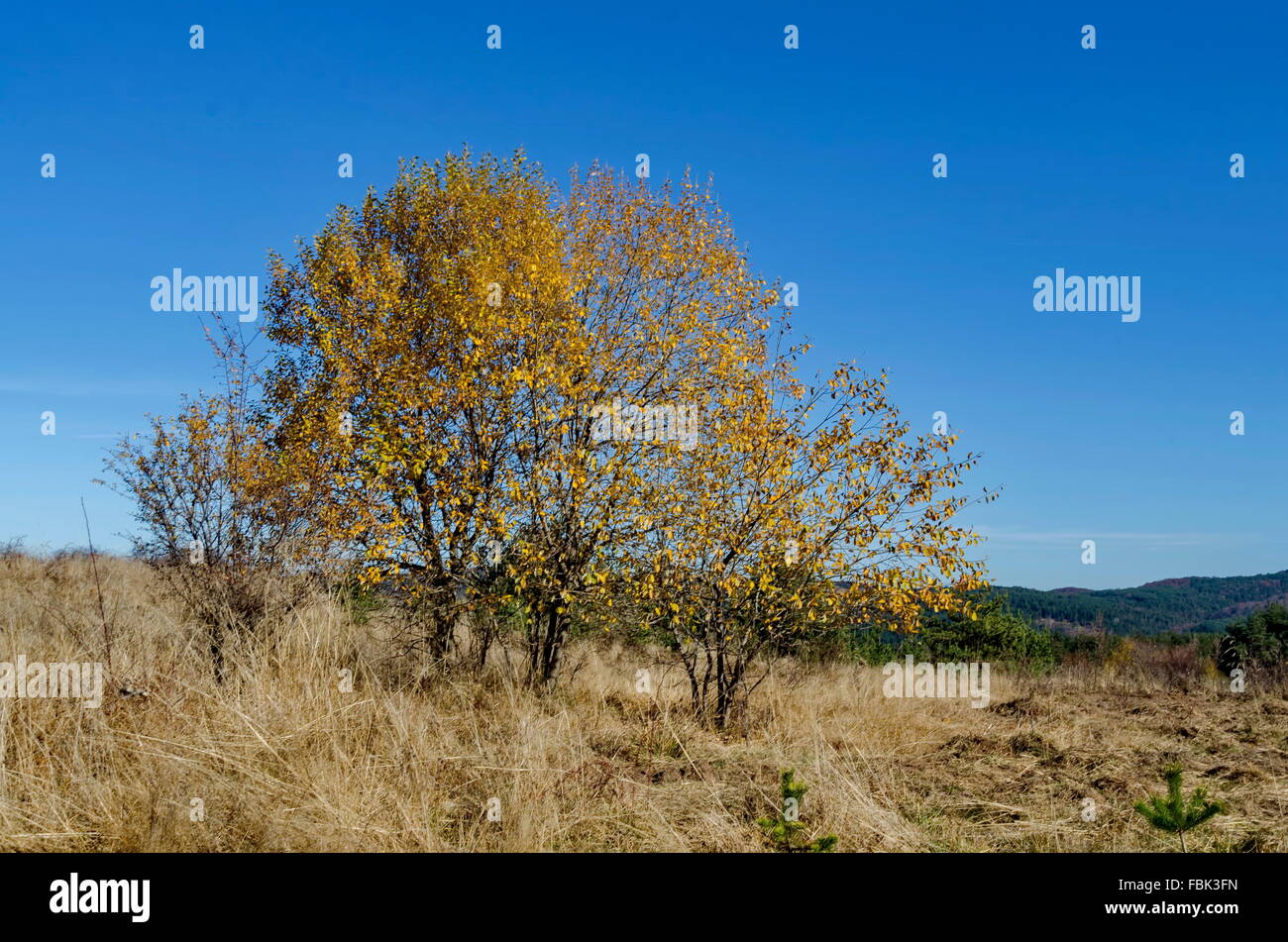 Beauty color trees in autumn, Plana mountain, Bulgaria Stock Photo