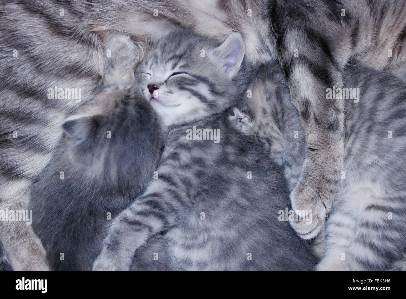 little nice and amusing kittens of Scottish Fold sleep embracing each other Stock Photo