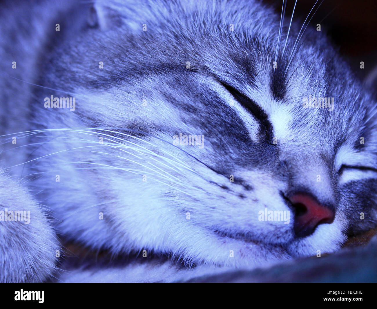 close-up of muzzle of Scottish Straight cat Stock Photo