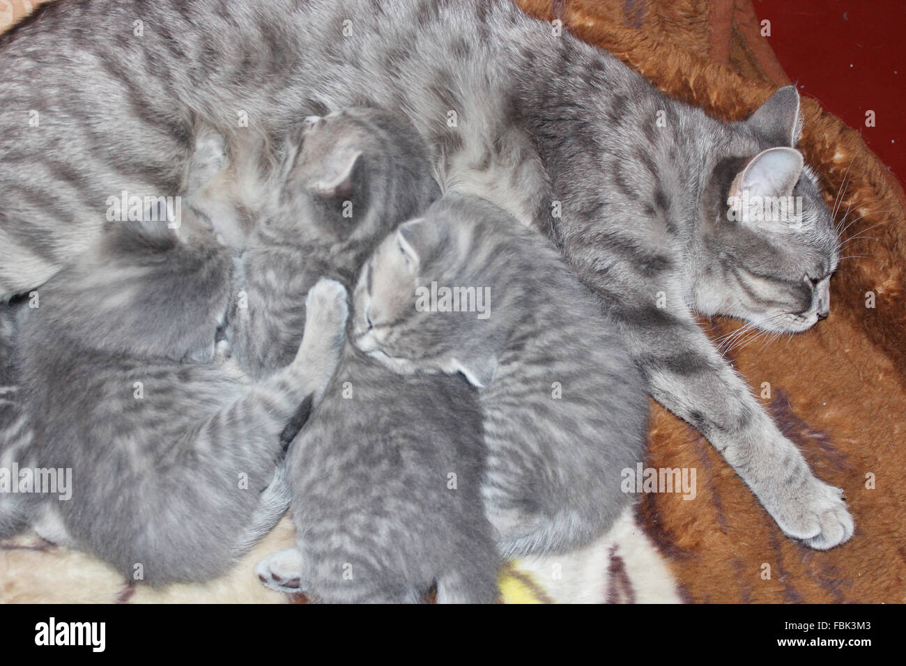 cat and its kittens of Scottish Straight breed Stock Photo