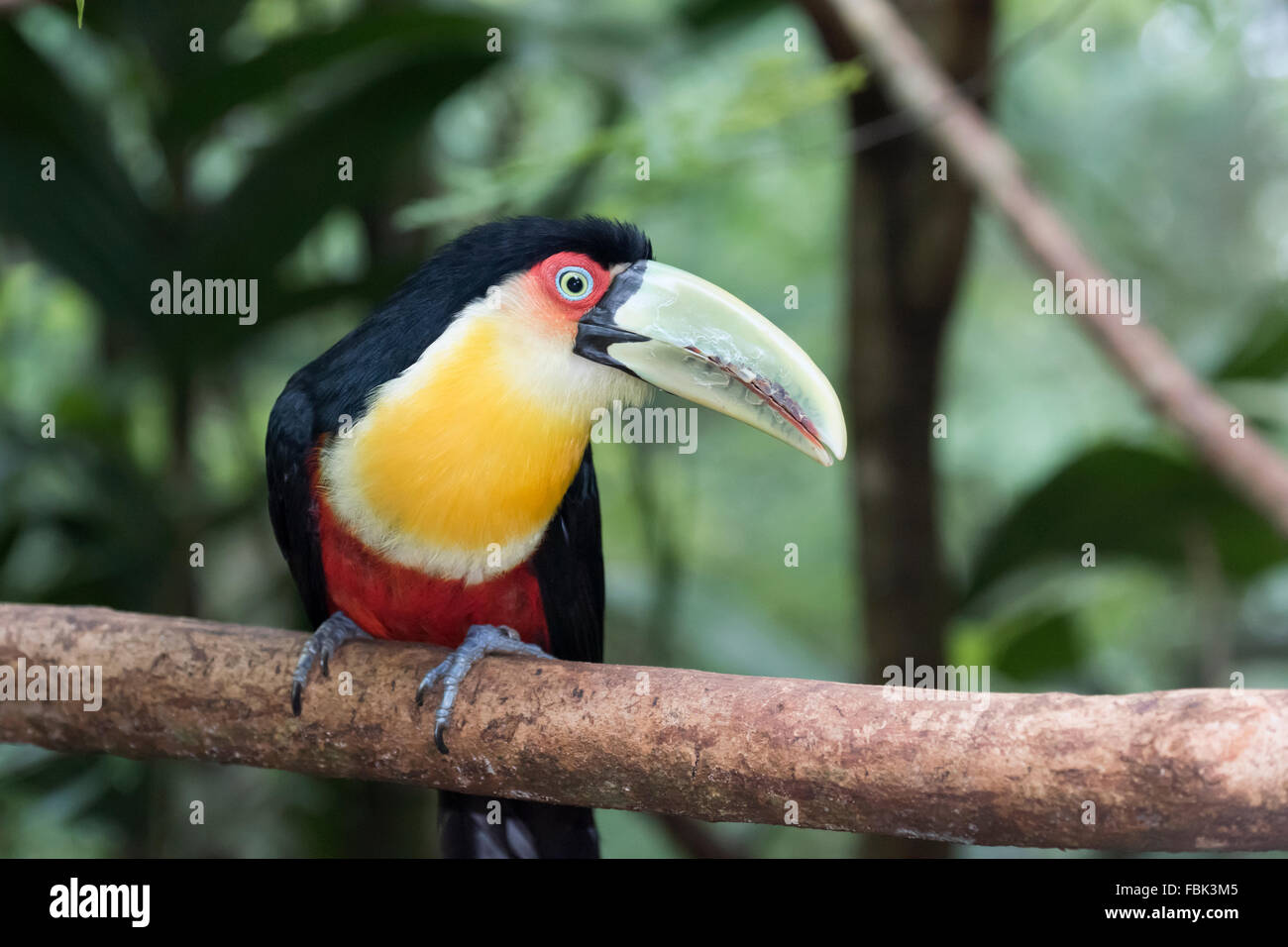 Green-billed toucan (Ramphastos dicolorus) horizontal, Parque das Aves, Foz do Iguacu, Brazil Stock Photo