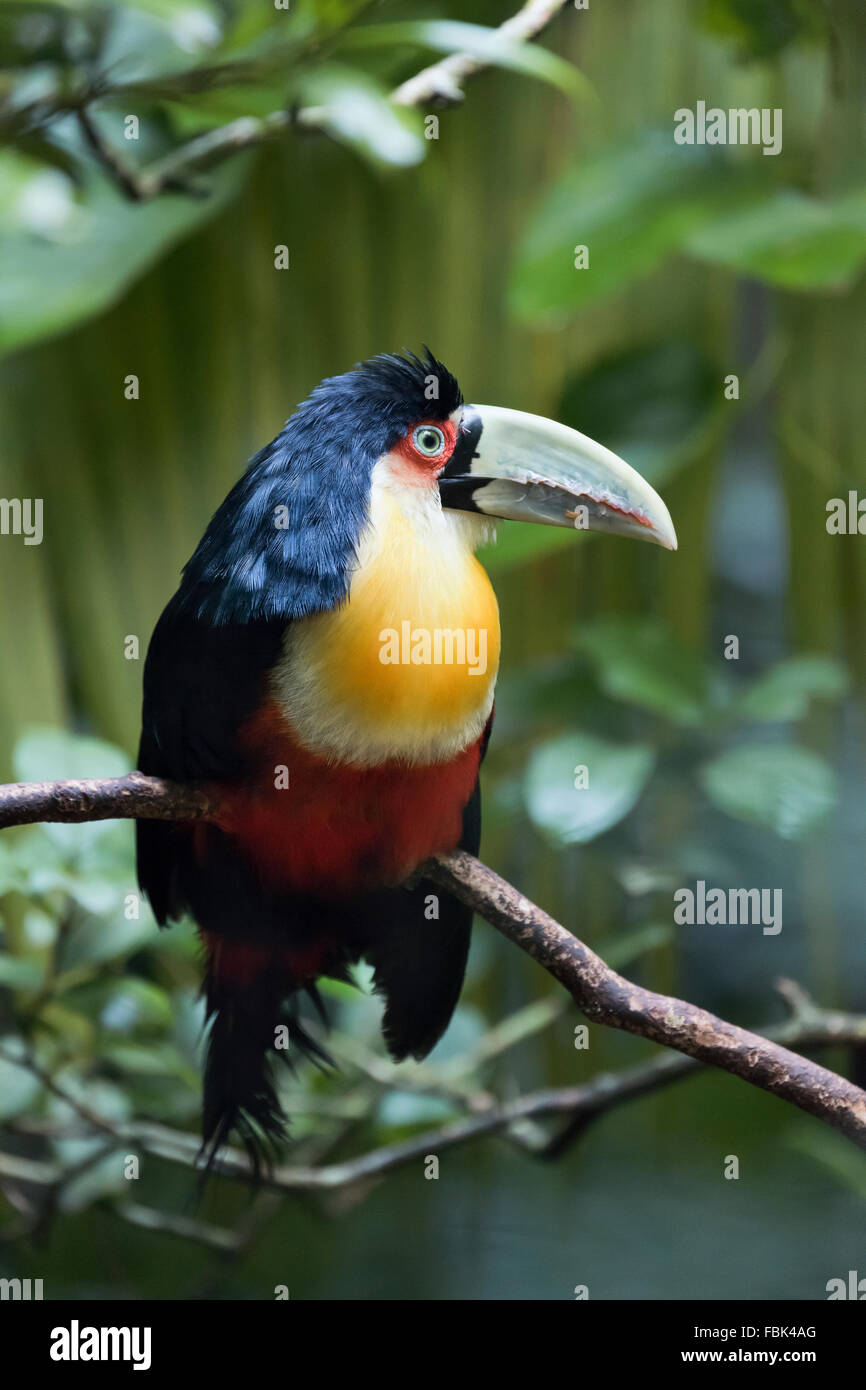 Green-billed toucan (Ramphastos dicolorus) vertical, Parque das Aves, Foz do Iguacu, Brazil Stock Photo