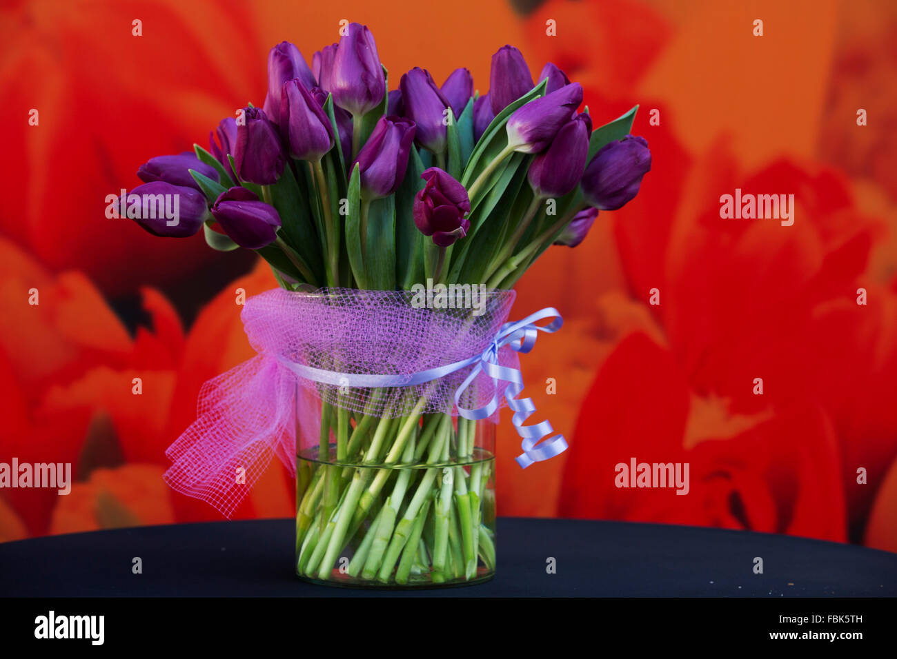 The Spinoza tulip is unveiled on National Tulip Day in Amsterdam, the Netherlands. The day is the third Saturday in January. Stock Photo