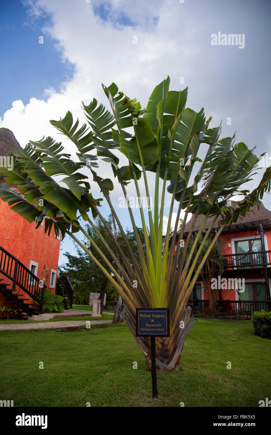 Travelers Tree or Travelers Palm, Ravenala madagascariensis Stock Photo -  Alamy