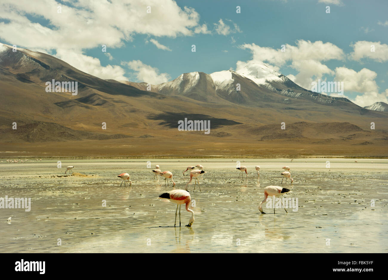 Natural Reserve Uyuni Bolivia Latin America Stock Photo