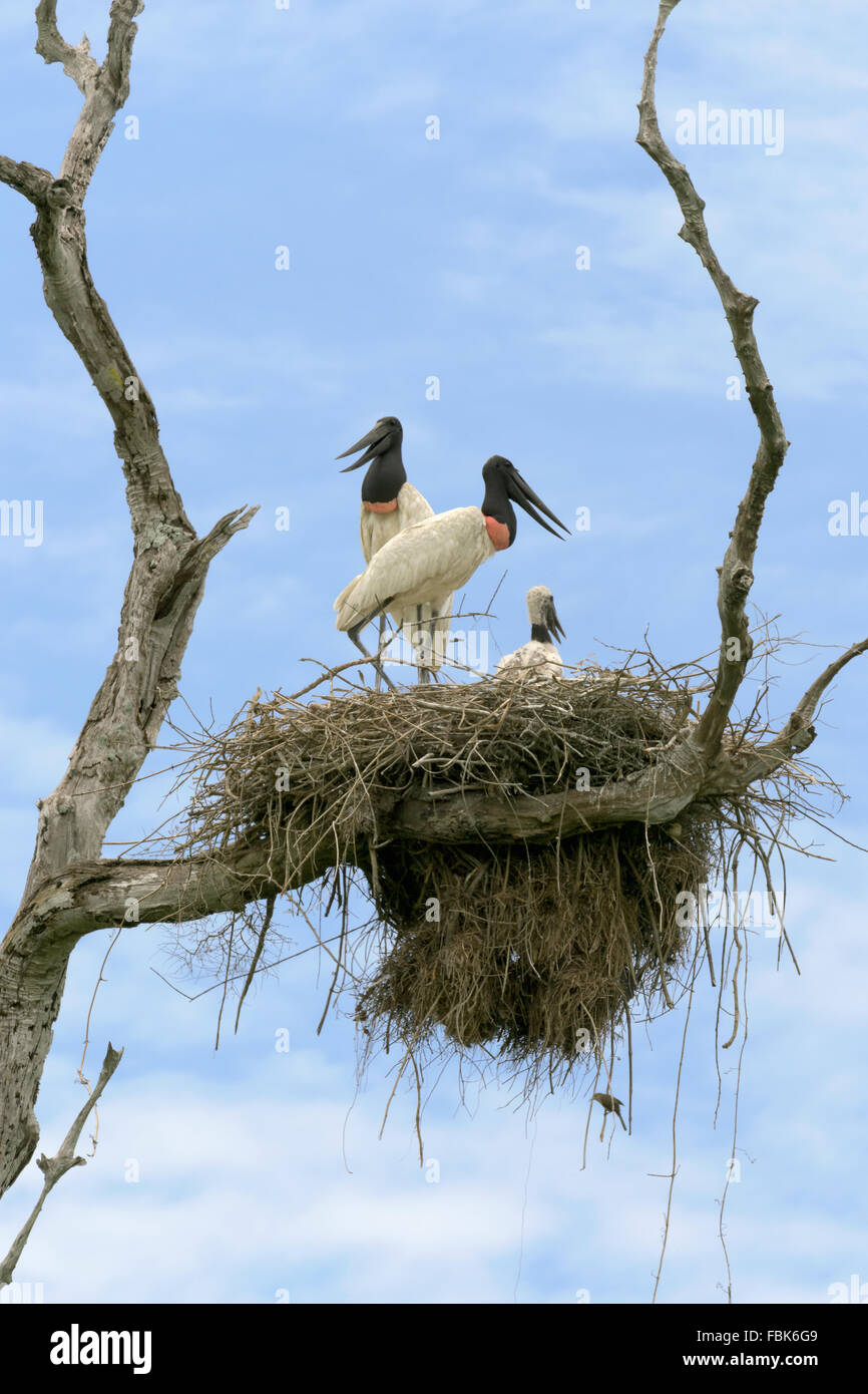 Pair of Jabiru storks with a chick on their nest, Transpanteneira Highway, Brazil Stock Photo
