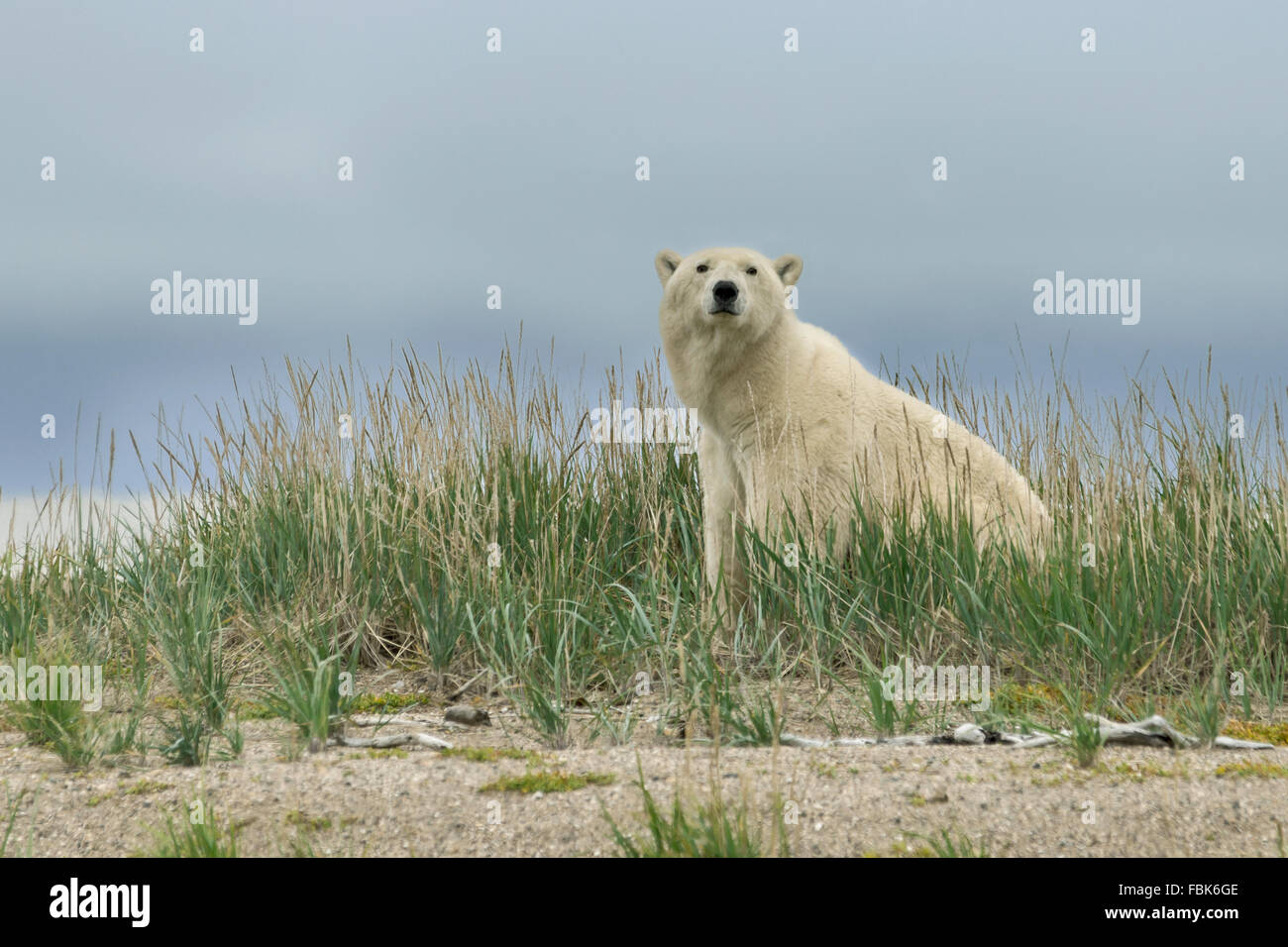 Summer holiday, polar bear watching photographer, Nanuk, Manitoba Stock Photo