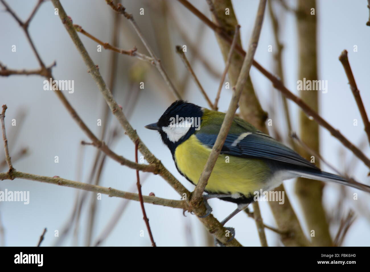 Great Tit in branches Stock Photo