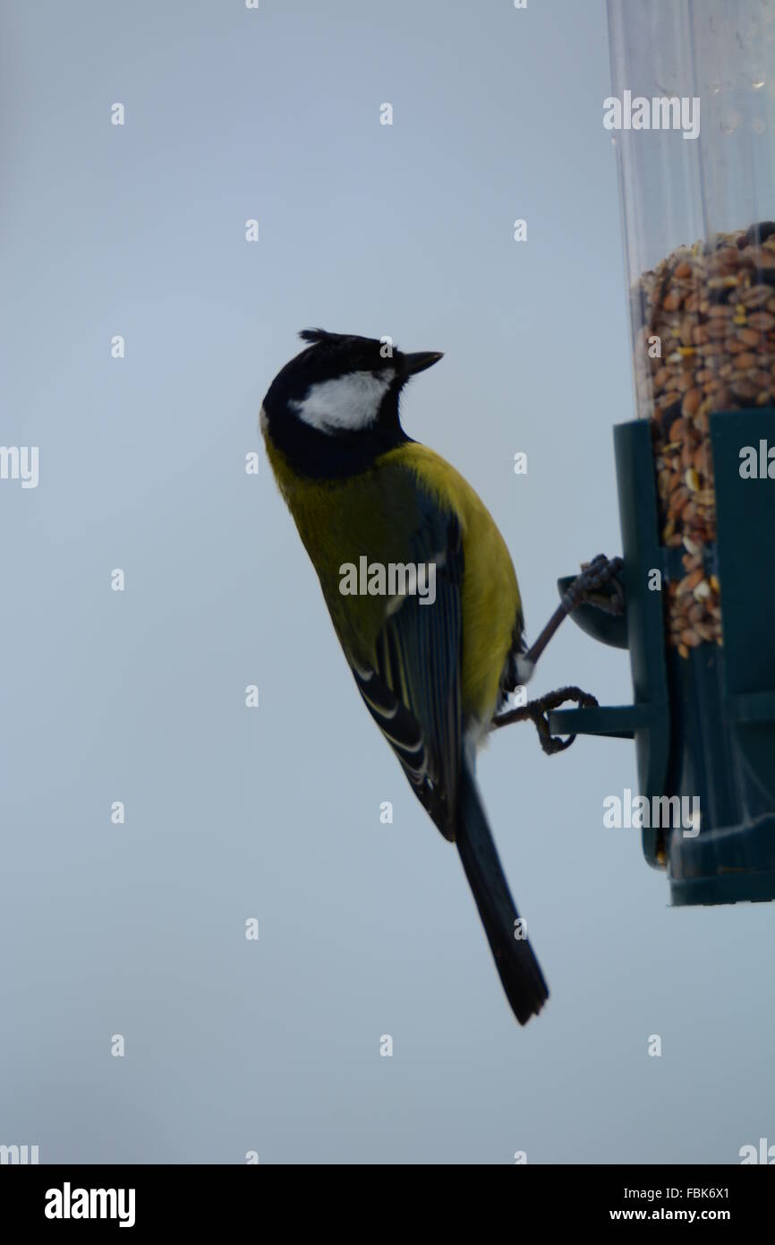 Great tit on bird feeder Stock Photo