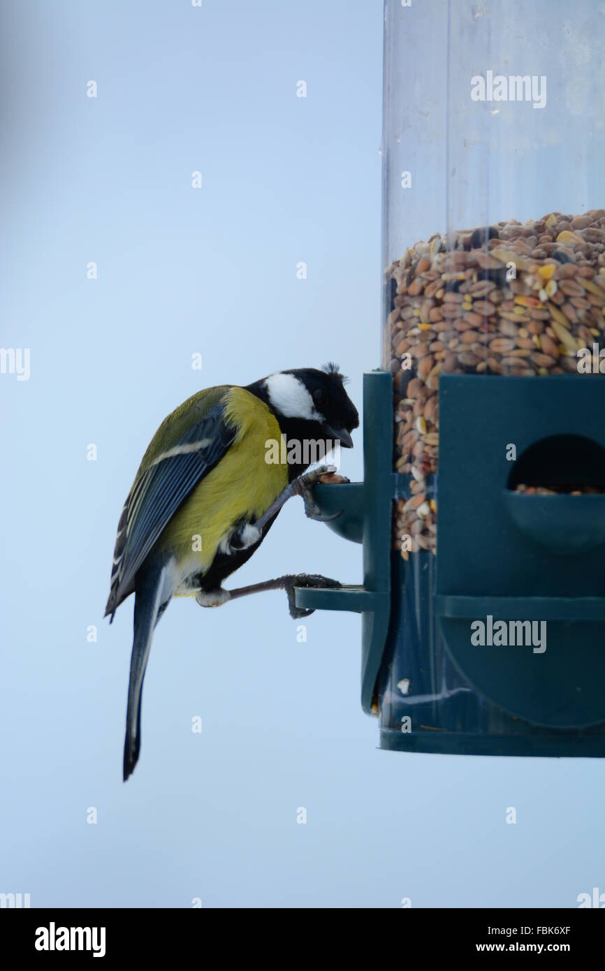 Great tit bird feeder Stock Photo