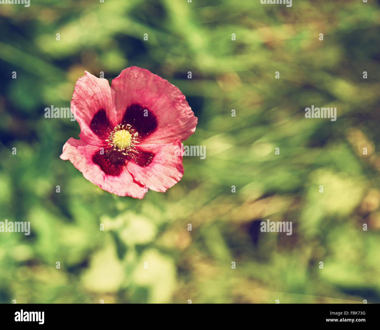 Beautiful pink poppy in a field, with copy space Stock Photo - Alamy