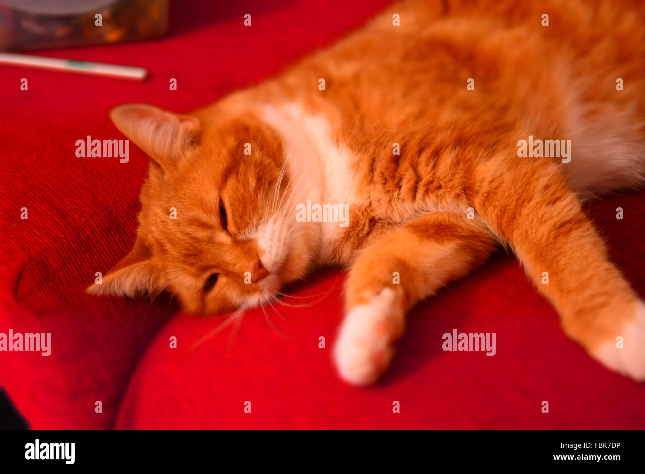 Flaked Ginger Cat Stock Photo