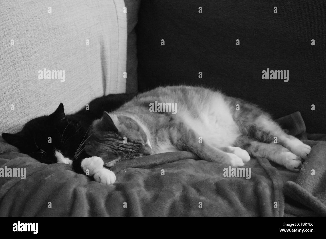 Ginger Black and White Stock Photos & Images Alamy