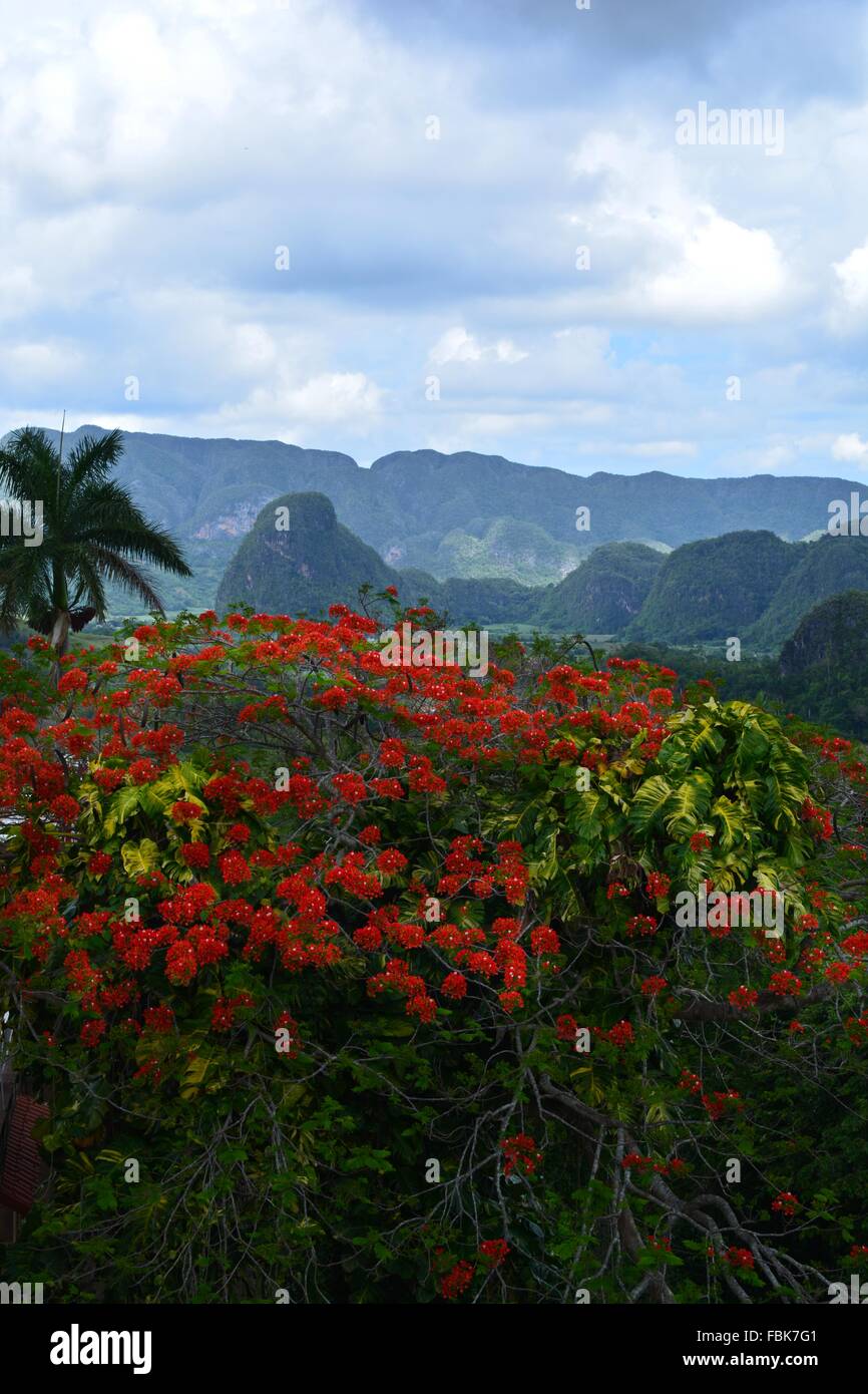 A tropical Cuban landscape in rural Vinales with flowering trees, lush farmland and limestone mogotes, in the rain. Stock Photo