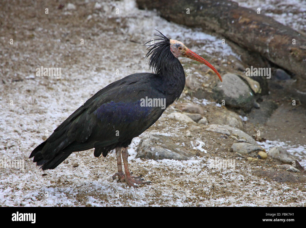 Black Ibis bird in Vienna Zoo, Austria Stock Photo