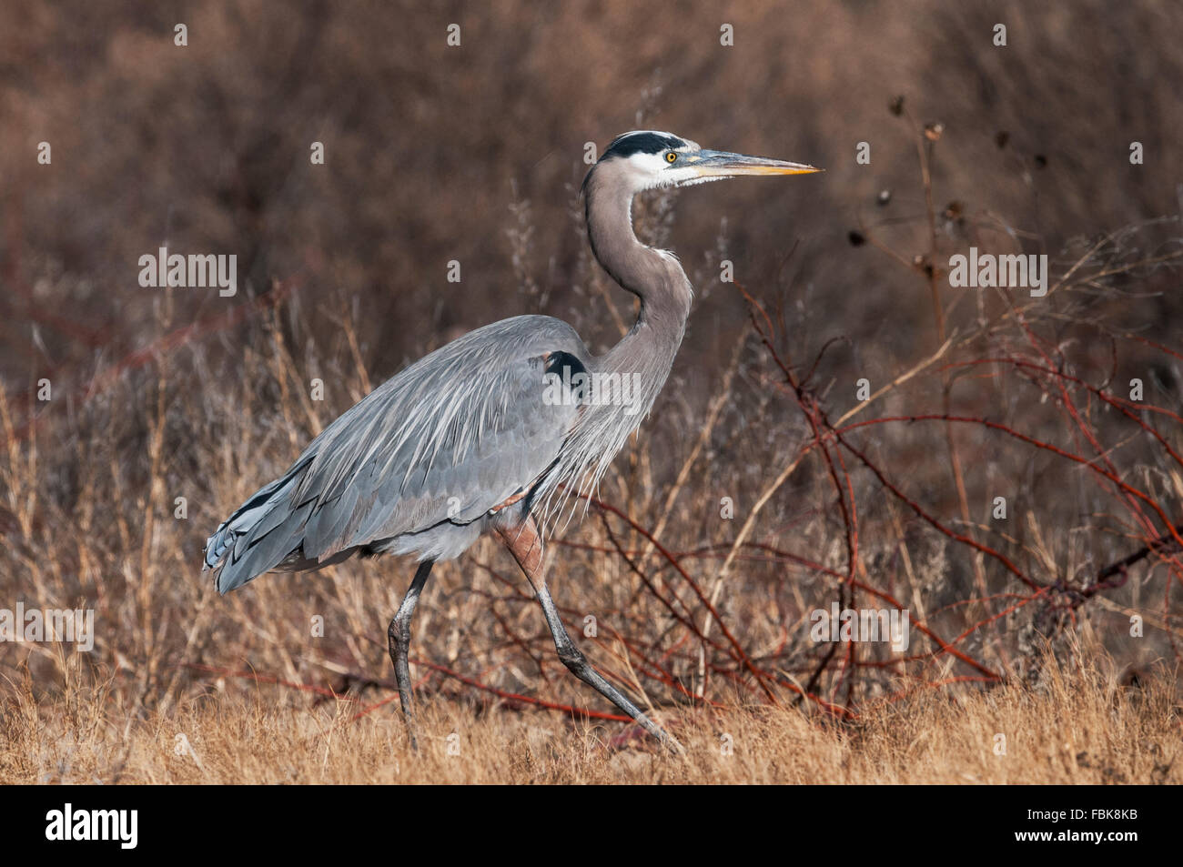 Great Blue Heron (Andea herodias) is a large wading bird common over North America and Central America near open water. Stock Photo