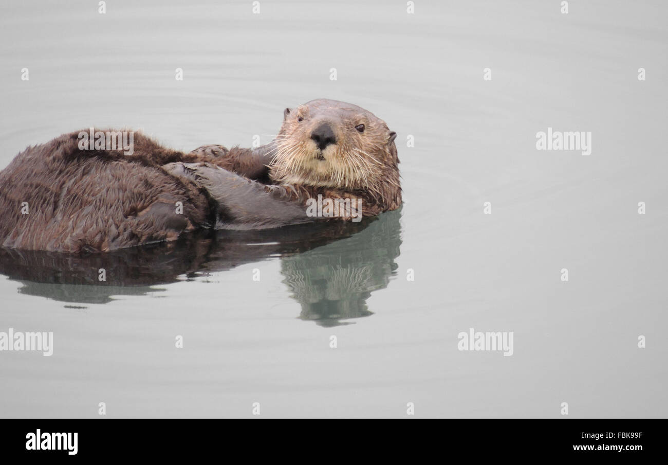 Sea otter (Enhydra lutris). Sea otters are one of the smallest of the Marine mammal family but one of the largest of the weasel Stock Photo