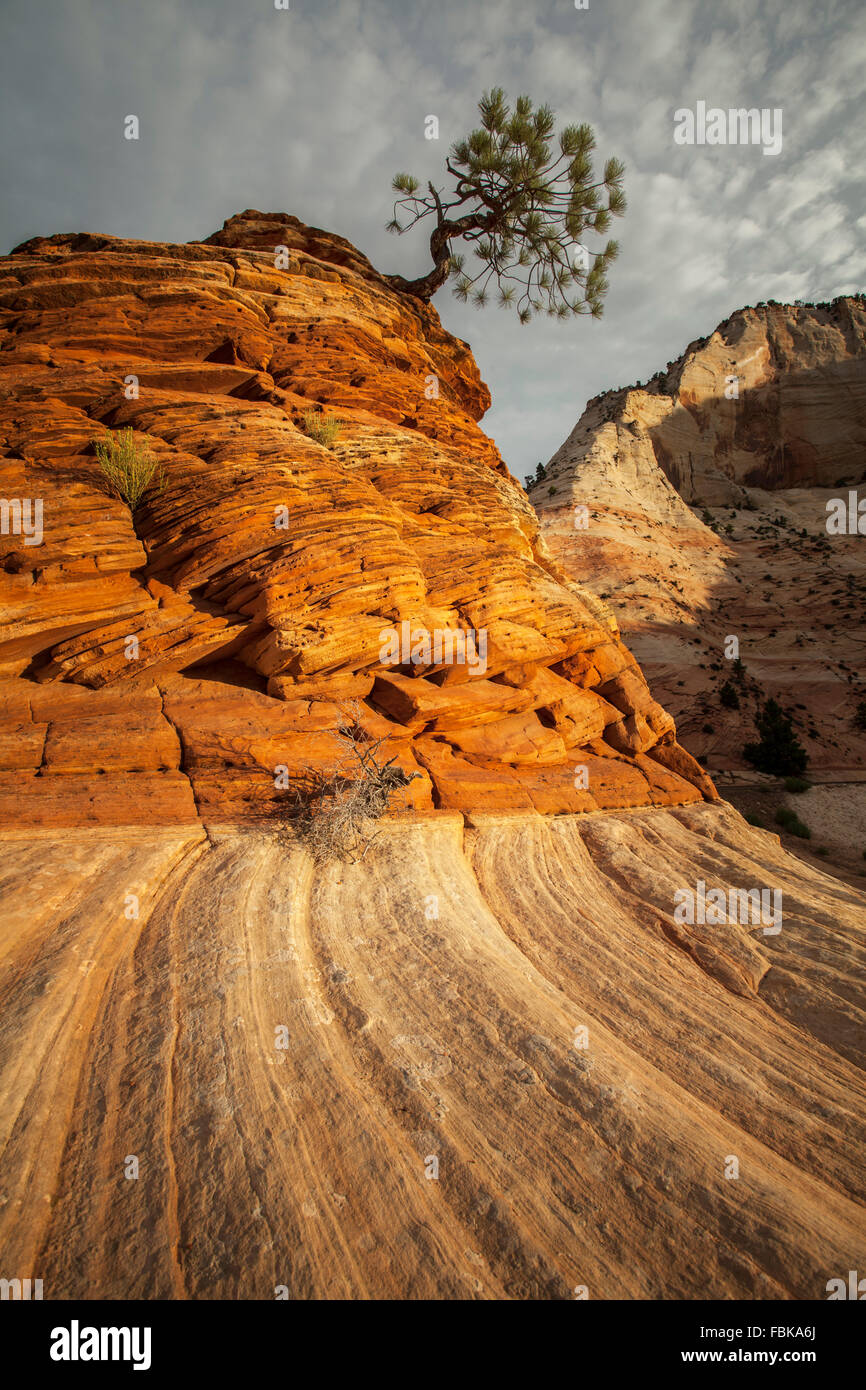 Pinion pine tree growing on sandstone stack at Zion National Park, UTAH