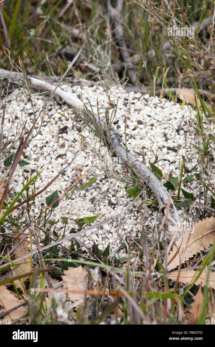 Jumping jack ant nest (Myrmecia pilosula) at Wilson's Promontory