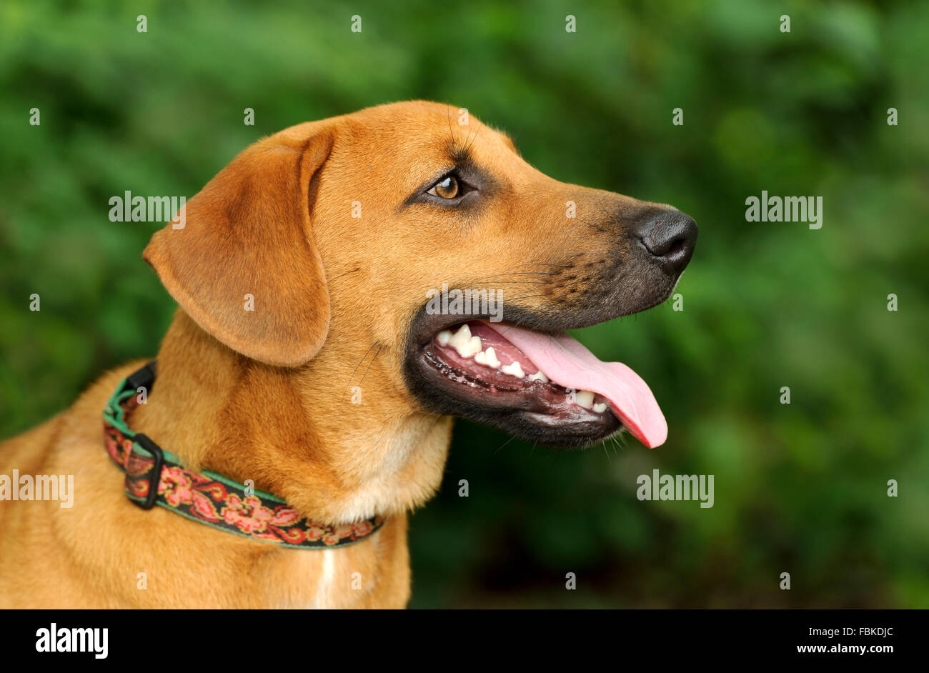 Dog head is a profile of a beautiful brown dog outdoors with his tongue happily sticking out of his mouth. Image taken with Niko Stock Photo