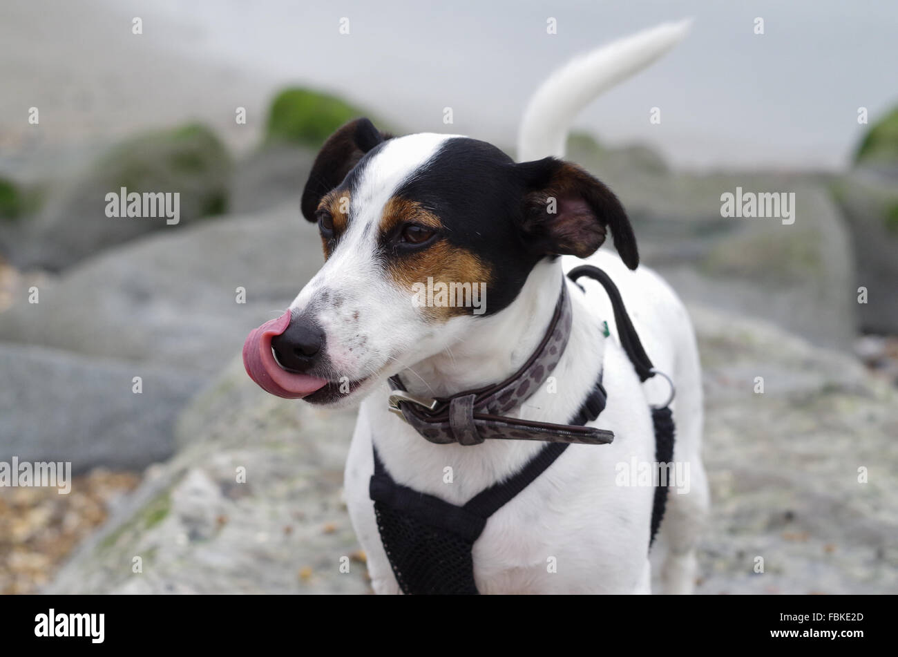 Jack Russell Terrier licking his lips while standing on rocks at the beach wearing a collar and a harness Stock Photo