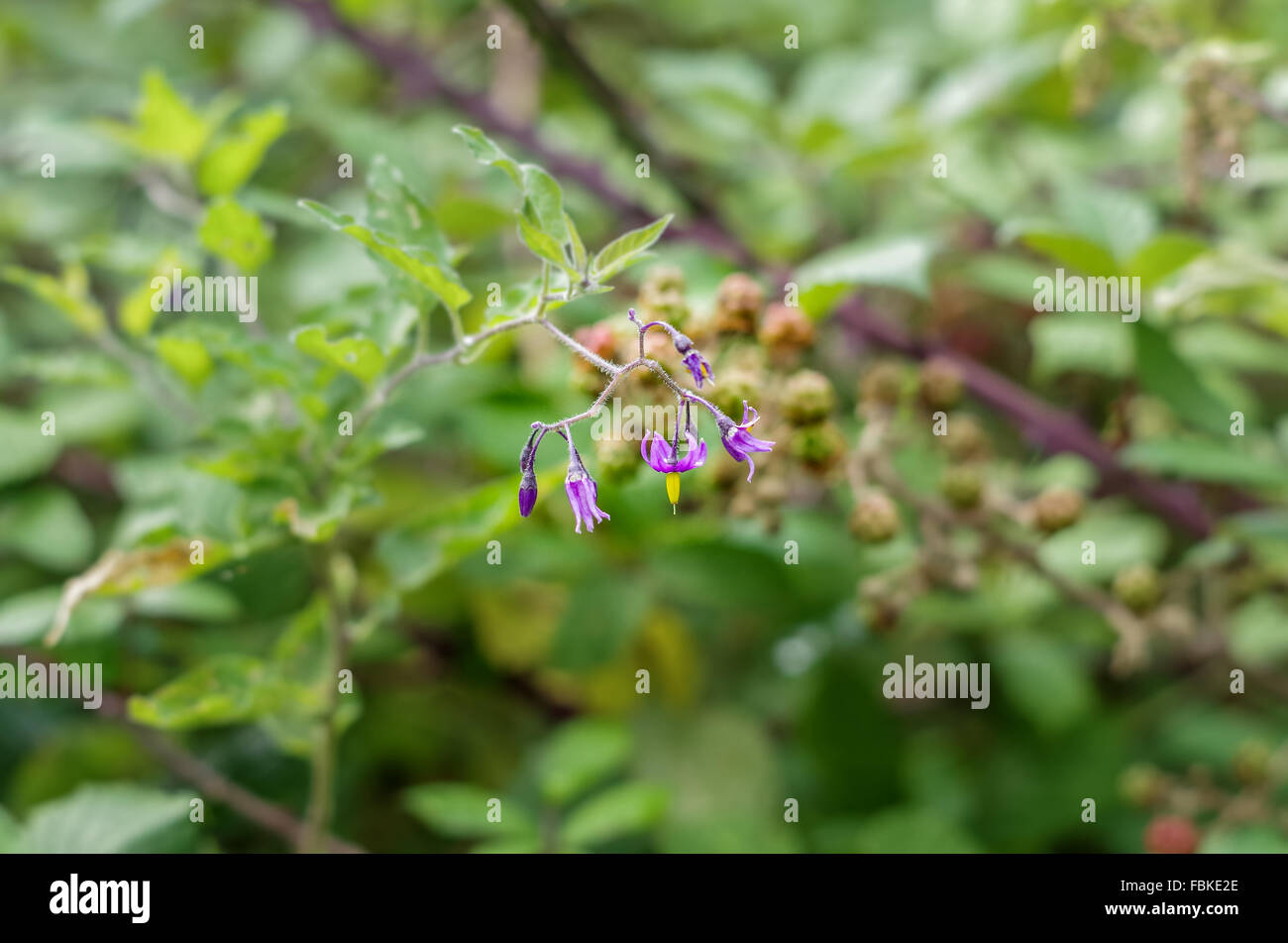 Solanum Dulcamara (Bittersweet Nightshade) growing in the wild