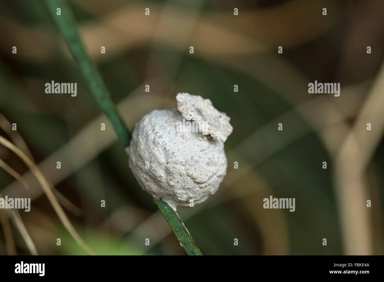 Potter wasp nest, probably Eumenes latreilli, on grass-tree stem Stock Photo