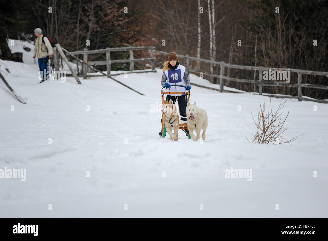 Sled dog racing with siberian huskies, malamutes, samoyeds, nordic dogs. Photo taken in Transylvania, Romania. Stock Photo