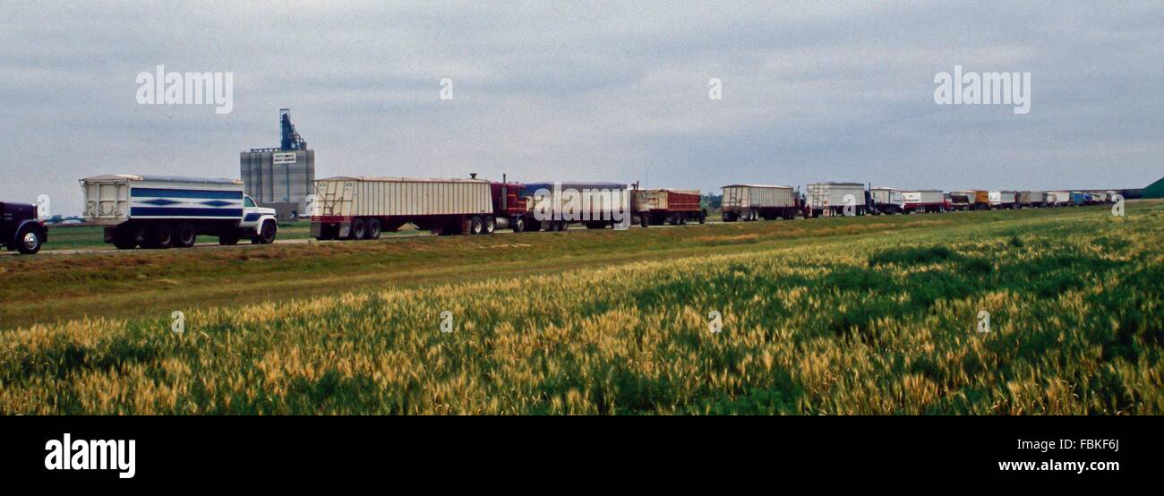 Aberdeen, South Dakota, USA, 2nd July, 1988 Tractor-trailers hauling wheat to the local co-op grain elevator to be loaded onto a train to carry the millions of bushels of grain to Anheuser-Busch brewery in St. Louis to be made into beer.  Credit: Mark Reinstein Stock Photo