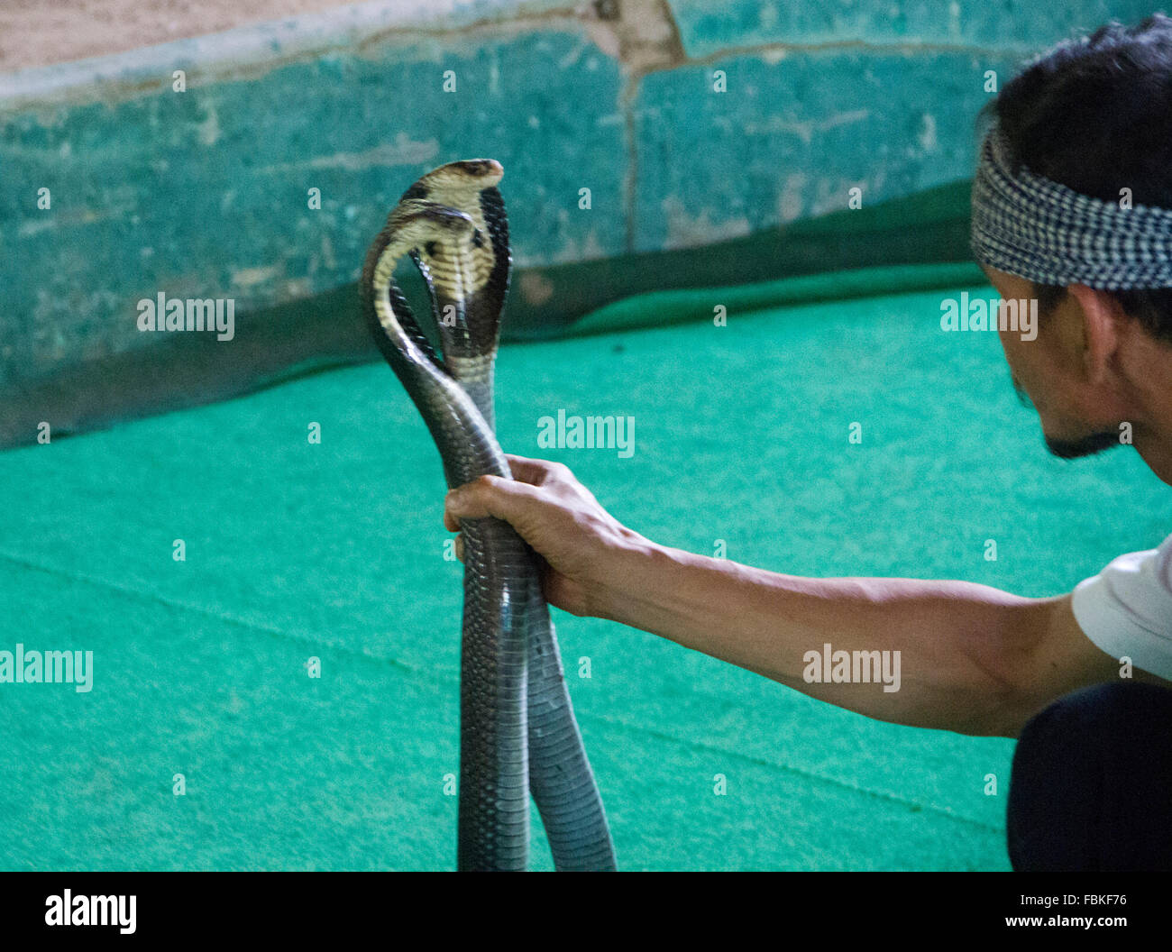 Snake handlers perform during a snake show at the Mae SA Snakes Farm in Maerim, Chiang Mai. Stock Photo