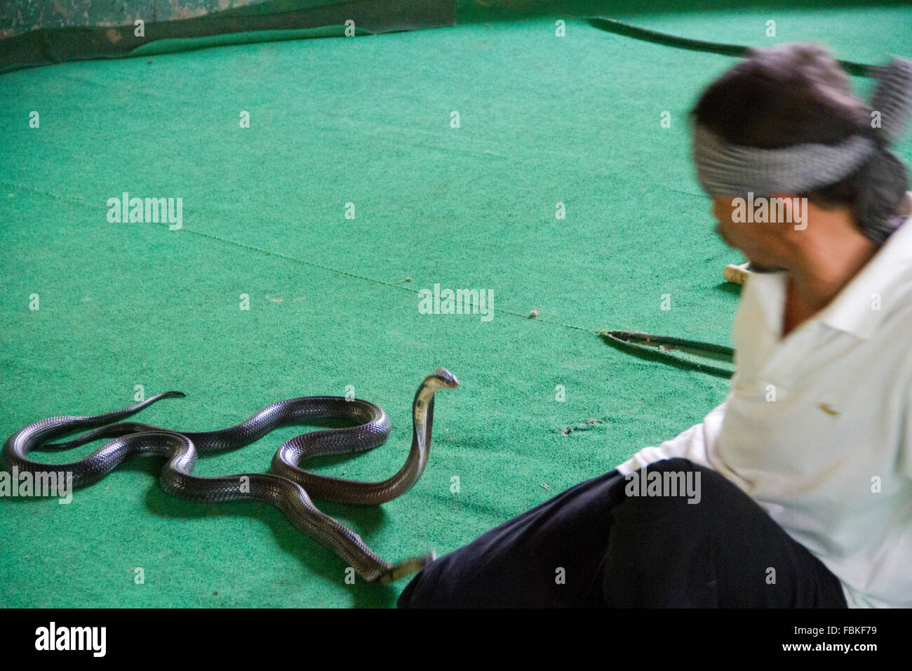 Snake handlers perform during a snake show at the Mae SA Snakes Farm in Maerim, Chiang Mai. Stock Photo