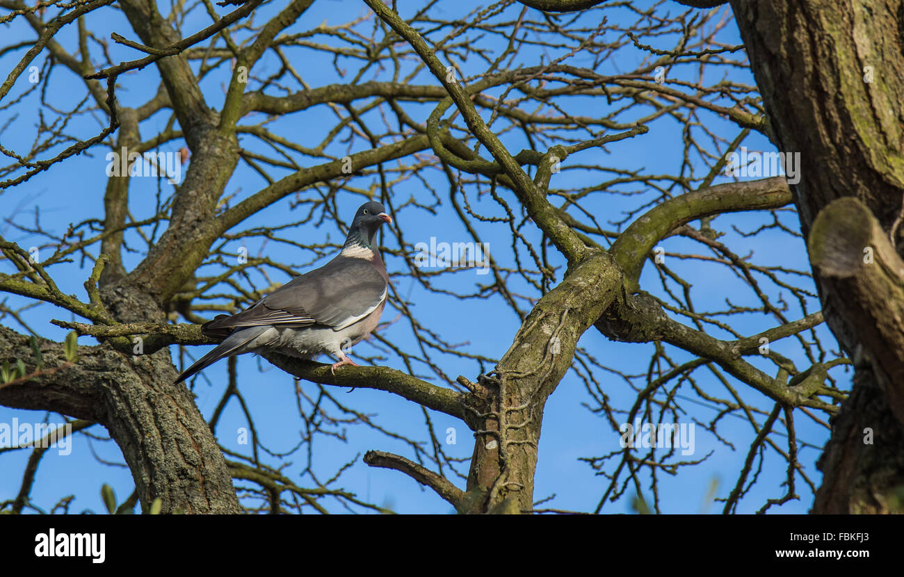 Wood pigeon on the branch of a tree hi-res stock photography and images ...