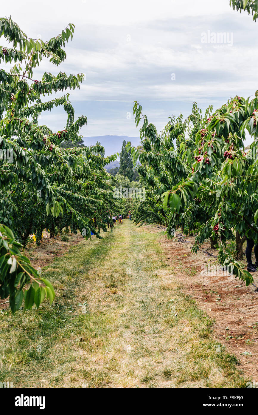 Dandenongs hires stock photography and images Alamy
