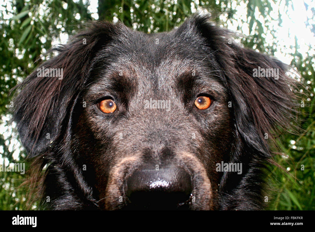 Stare down with a black dog Stock Photo Alamy