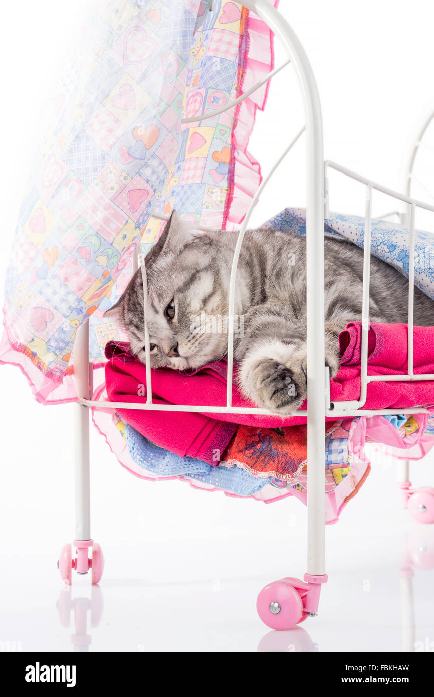 Cat relaxes in doll bed on white background Stock Photo Alamy