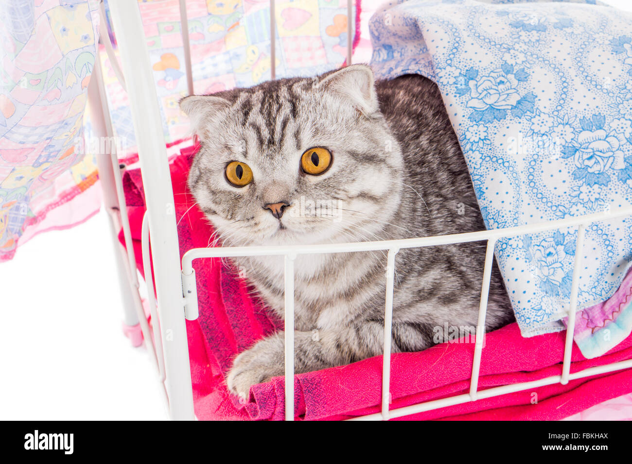 Portrait of british cat in doll bed Stock Photo Alamy